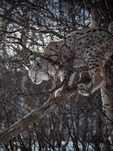 Preview wallpaper lynx, branches, big cat, predator