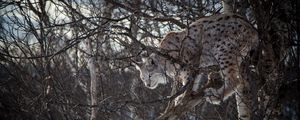 Preview wallpaper lynx, branches, big cat, predator