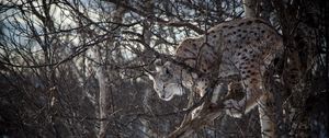 Preview wallpaper lynx, branches, big cat, predator