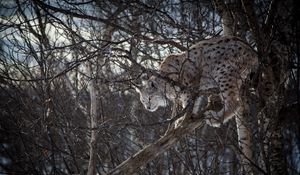 Preview wallpaper lynx, branches, big cat, predator