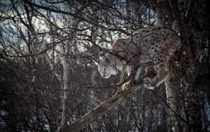 Preview wallpaper lynx, branches, big cat, predator