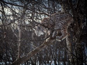 Preview wallpaper lynx, branches, big cat, predator