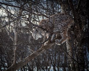 Preview wallpaper lynx, branches, big cat, predator