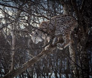 Preview wallpaper lynx, branches, big cat, predator