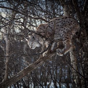 Preview wallpaper lynx, branches, big cat, predator