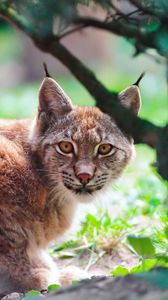 Preview wallpaper lynx, brush, large, cat, look, predator