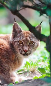 Preview wallpaper lynx, brush, large, cat, look, predator