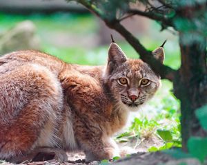 Preview wallpaper lynx, brush, large, cat, look, predator