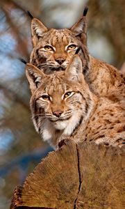 Preview wallpaper lynx, couple, big cats, predators