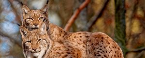 Preview wallpaper lynx, couple, big cats, predators