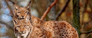 Preview wallpaper lynx, couple, big cats, predators