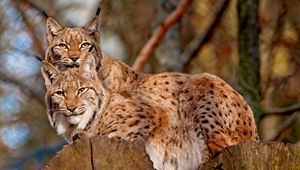 Preview wallpaper lynx, couple, big cats, predators