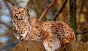 Preview wallpaper lynx, couple, big cats, predators