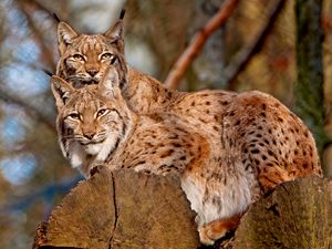 Preview wallpaper lynx, couple, big cats, predators