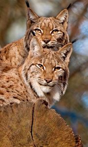 Preview wallpaper lynx, couple, sitting, family