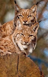 Preview wallpaper lynx, couple, sitting, family