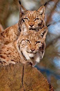 Preview wallpaper lynx, couple, sitting, family