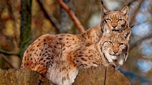 Preview wallpaper lynx, couple, sitting, family