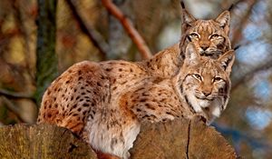 Preview wallpaper lynx, couple, sitting, family