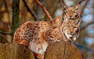 Preview wallpaper lynx, couple, sitting, family