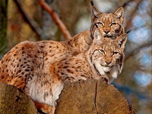 Preview wallpaper lynx, couple, sitting, family