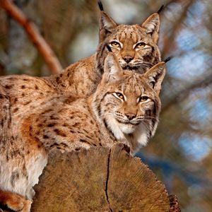 Preview wallpaper lynx, couple, sitting, family