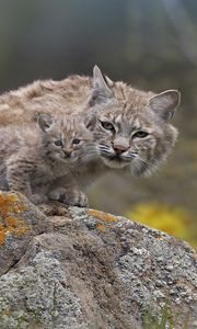 Preview wallpaper lynx, couple, young, stone, moss, sit