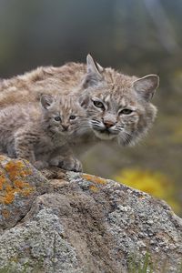 Preview wallpaper lynx, couple, young, stone, moss, sit