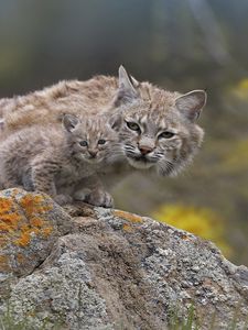 Preview wallpaper lynx, couple, young, stone, moss, sit