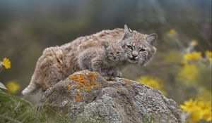 Preview wallpaper lynx, couple, young, stone, moss, sit