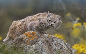 Preview wallpaper lynx, couple, young, stone, moss, sit