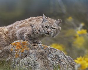 Preview wallpaper lynx, couple, young, stone, moss, sit