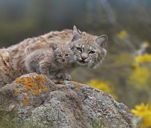 Preview wallpaper lynx, couple, young, stone, moss, sit