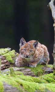 Preview wallpaper lynx, cub, glance, big cat, wildlife