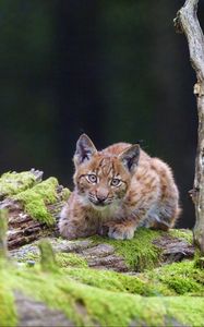 Preview wallpaper lynx, cub, glance, big cat, wildlife