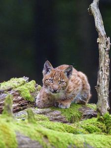 Preview wallpaper lynx, cub, glance, big cat, wildlife