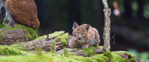 Preview wallpaper lynx, cub, glance, big cat, wildlife