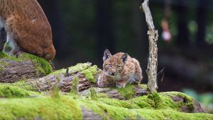 Preview wallpaper lynx, cub, glance, big cat, wildlife