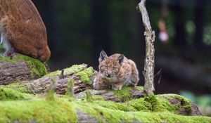 Preview wallpaper lynx, cub, glance, big cat, wildlife