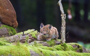 Preview wallpaper lynx, cub, glance, big cat, wildlife