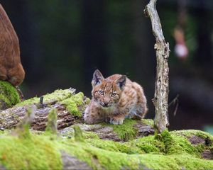 Preview wallpaper lynx, cub, glance, big cat, wildlife