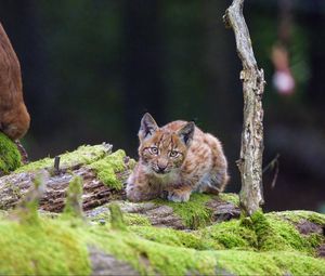 Preview wallpaper lynx, cub, glance, big cat, wildlife