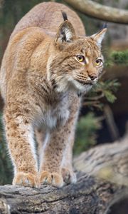 Preview wallpaper lynx, ears, animal, predator