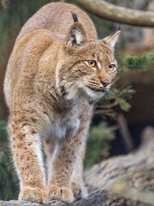 Preview wallpaper lynx, ears, animal, predator