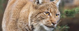 Preview wallpaper lynx, ears, animal, predator