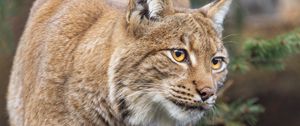 Preview wallpaper lynx, ears, animal, predator