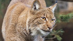 Preview wallpaper lynx, ears, animal, predator