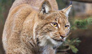Preview wallpaper lynx, ears, animal, predator
