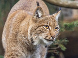 Preview wallpaper lynx, ears, animal, predator