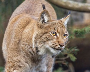 Preview wallpaper lynx, ears, animal, predator